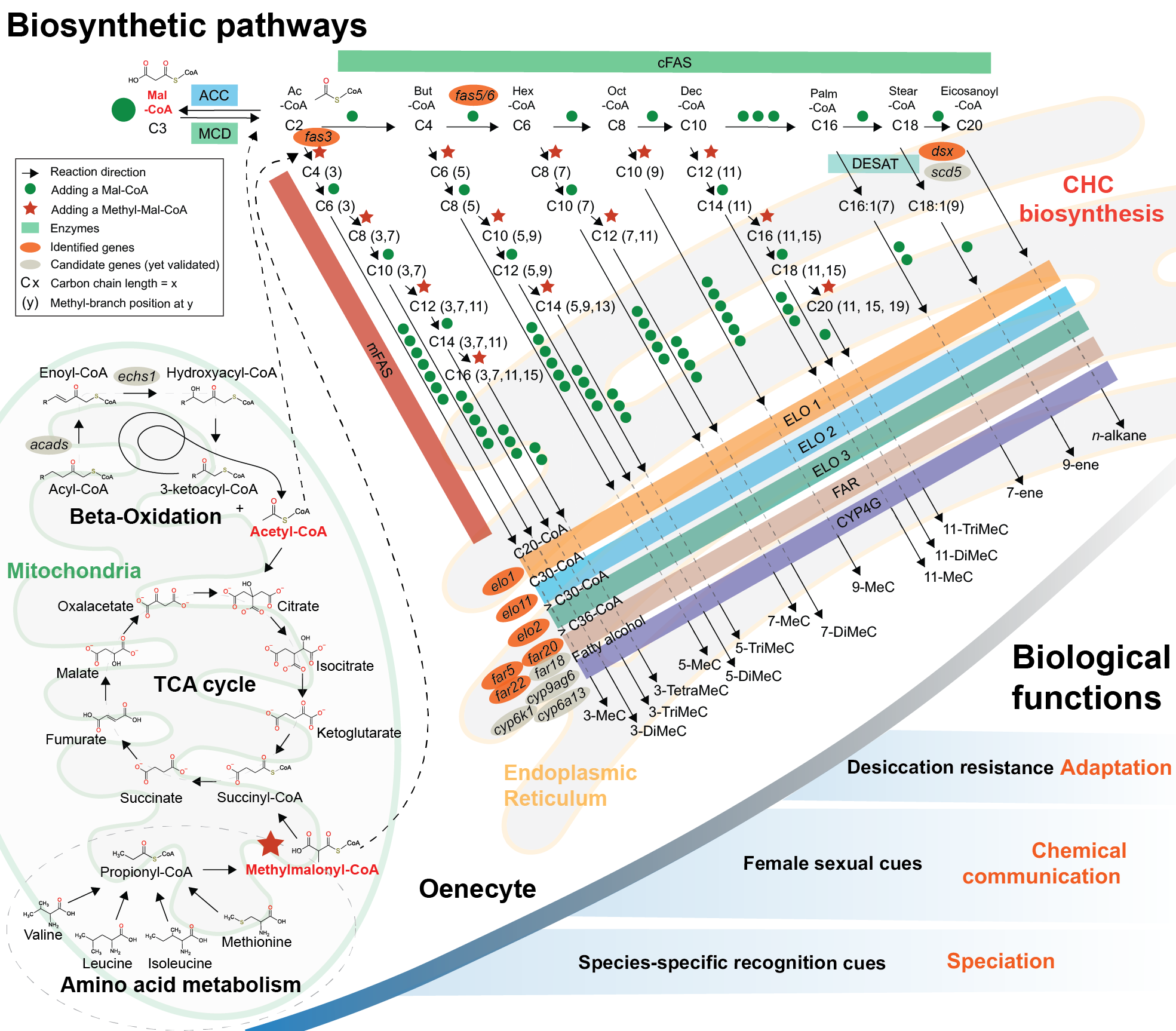 Expanded CHC biosynthetic pathway from thesis evidence including knockdown, regulatory networks and phenotypic interaction